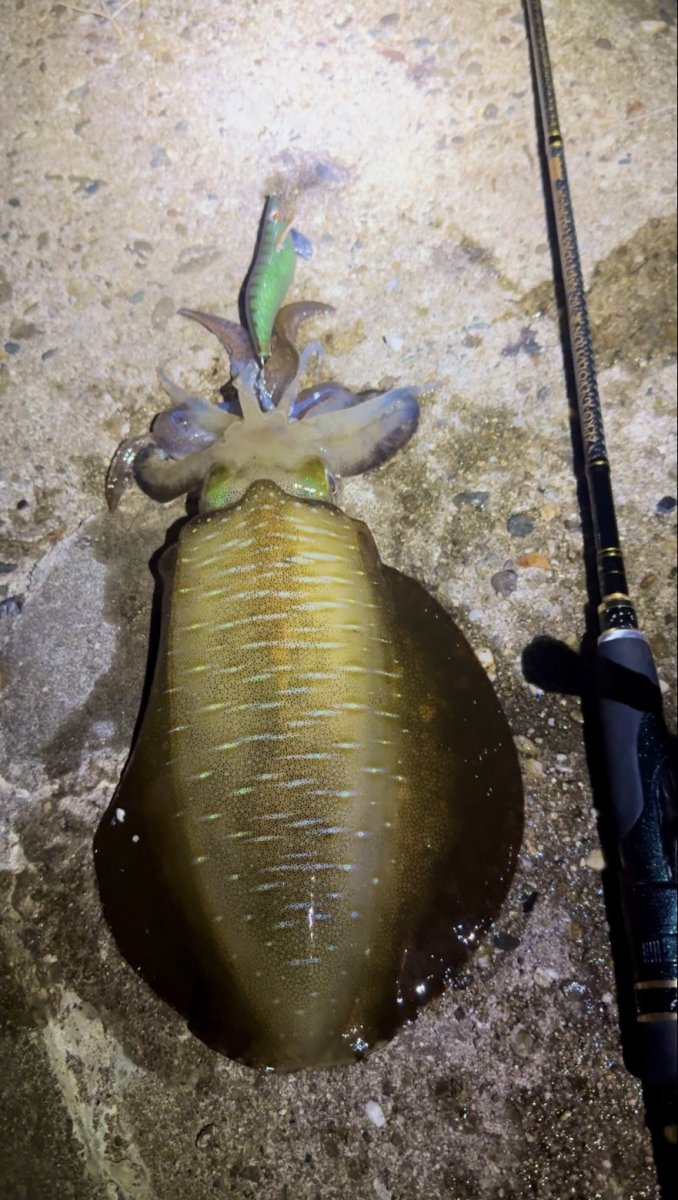 画像6: 【セット販売】数量限定!神明シリーズ WILD CHASE 3.5号 レジェンドオリカラ第1弾 (6)