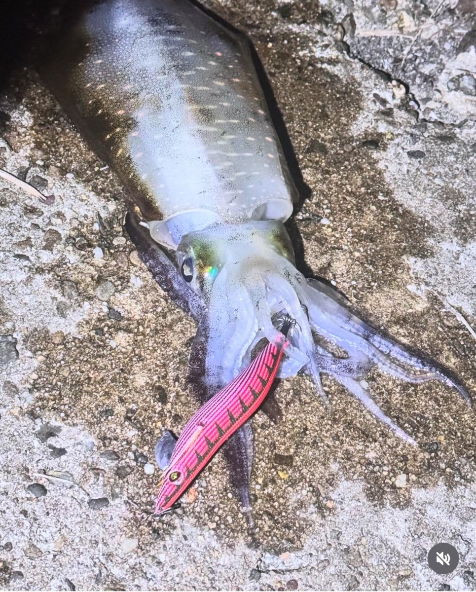 画像2: WILD CHASE 3.5号#KL02 神明レッド (2)