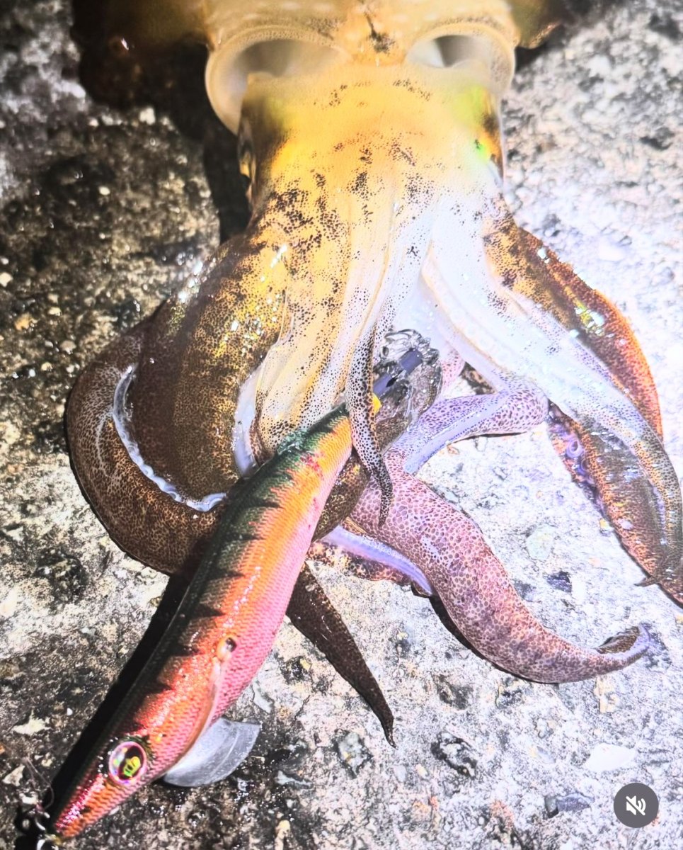 画像9: 【セット販売】数量限定!神明シリーズ WILD CHASE 3.5号 レジェンドオリカラ第1弾 (9)