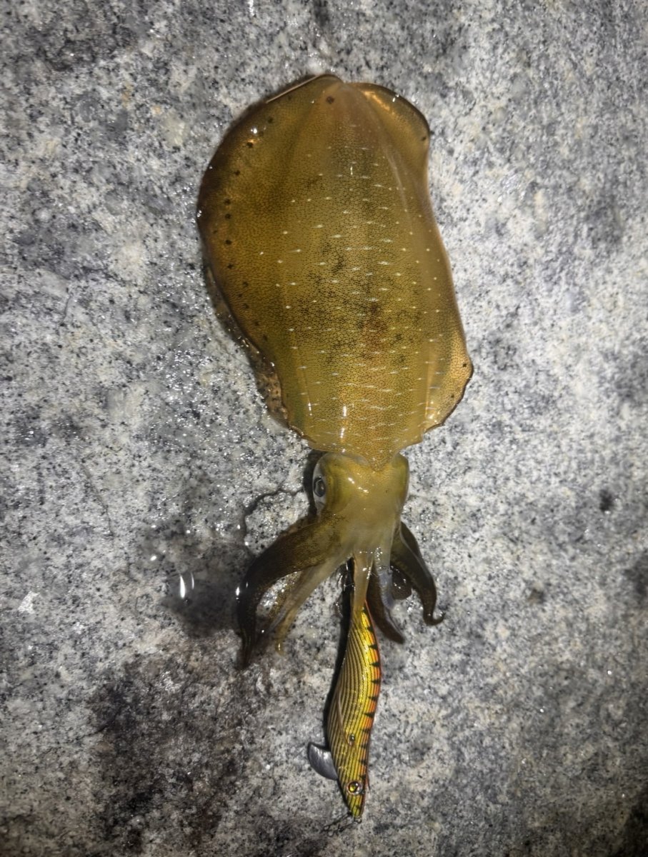 画像8: 【セット販売】数量限定!神明シリーズ WILD CHASE 3.5号 レジェンドオリカラ第1弾 (8)