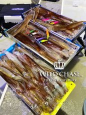 画像5: WILD CHASE 2.5号 #26 ブルーヘッドイエロー/ブルーGL (5)