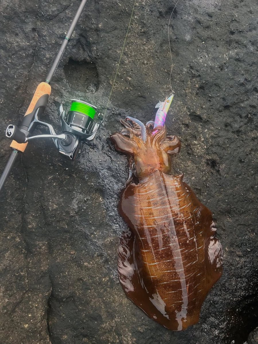 画像6: WILD CHASE 3.5号＃KL06 紫月(UV) (6)