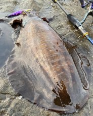 画像3: WILD CHASE 3.5号＃KL06 紫月(UV) (3)