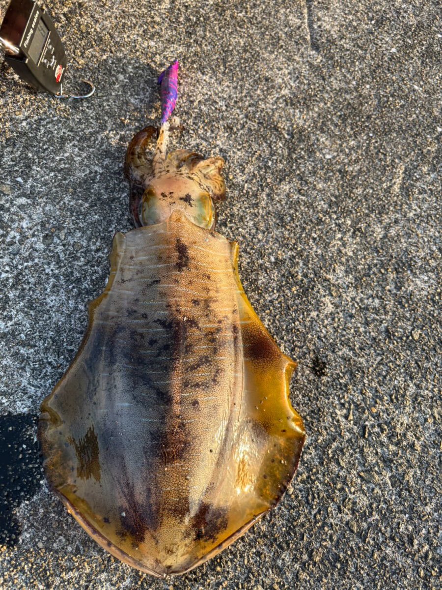 画像9: WILD CHASE/B-TR 3.0号 25ｇ/＃BTKL01 セクシーバイオレット (9)