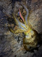 画像10: WILD CHASE 3.5号＃KL04 神明グリーン (10)