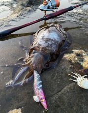 画像6: WILD CHASE 3.5号＃KL07 雅（グロー） (6)