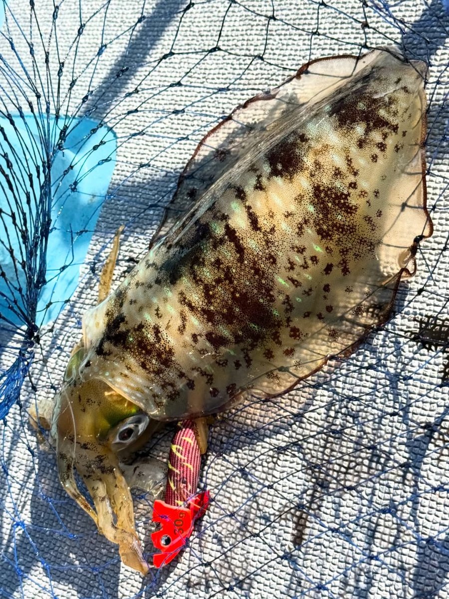 画像5: WILD CHASE/B-TR 3.5号 30ｇ/＃BTKL02 胸キュンレッド (5)