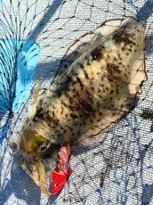 画像5: WILD CHASE/B-TR 3.5号 30ｇ/＃BTKL02 胸キュンレッド (5)