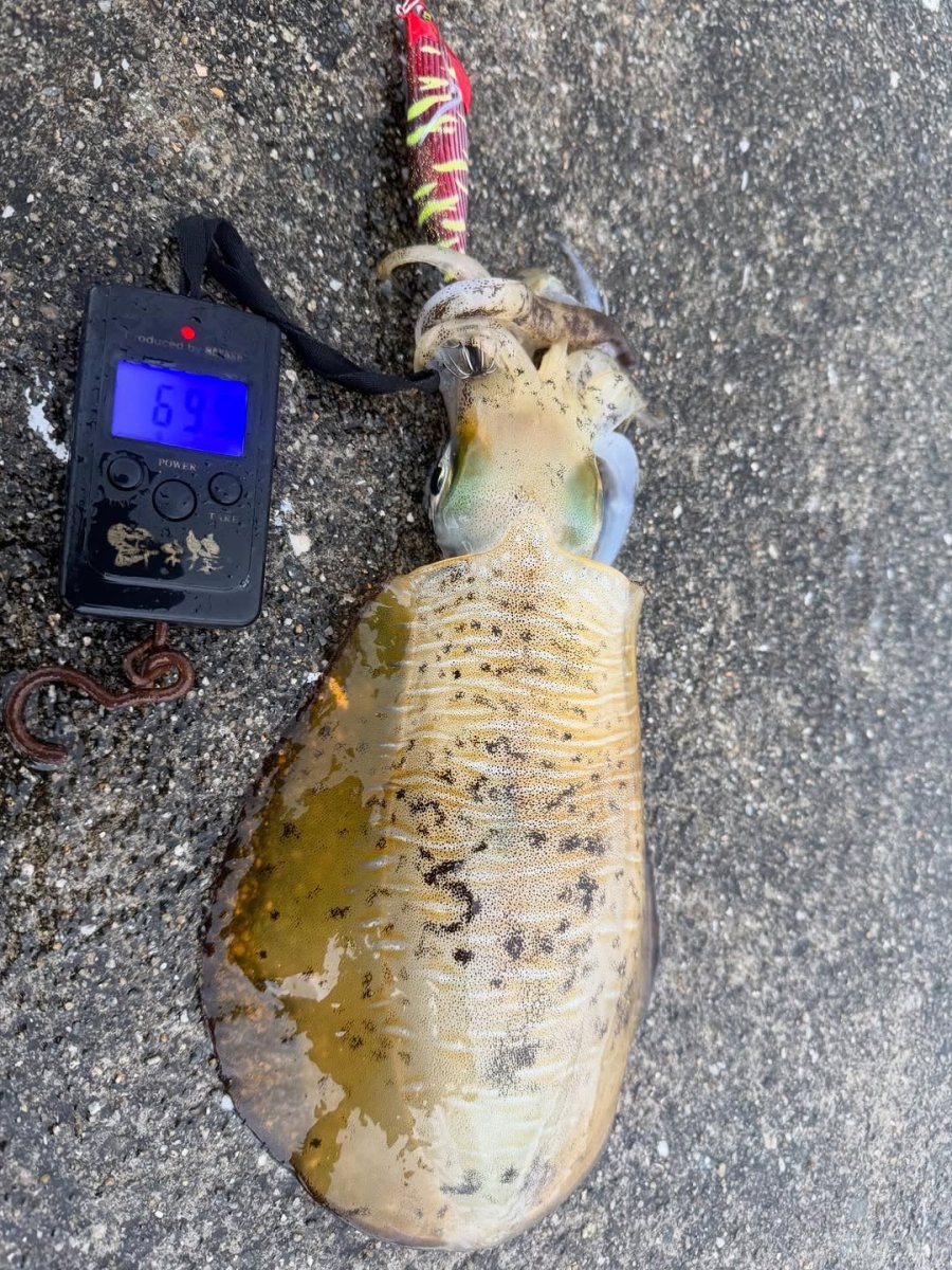 画像8: WILD CHASE/B-TR 3.0号 25ｇ/＃BTKL02 胸キュンレッド (8)