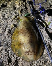 画像5: WILD CHASE 3.5号＃KL08 萌葱（グロー） (5)