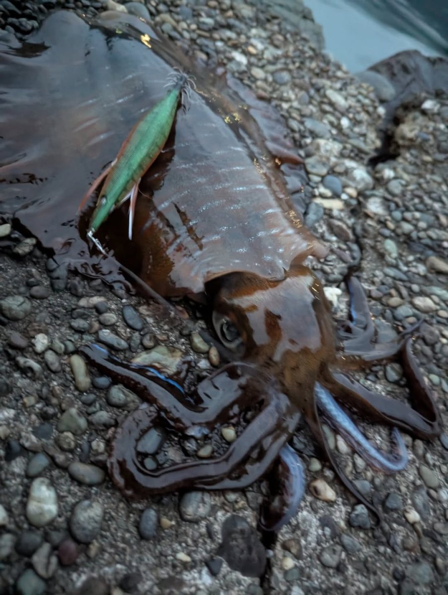 画像11: WILD CHASE 3.5号＃KL04 神明グリーン (11)