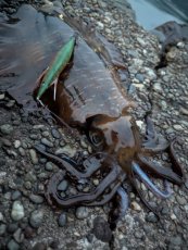 画像11: WILD CHASE 3.5号＃KL04 神明グリーン (11)