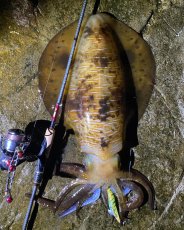 画像3: WILD CHASE 3.5号＃KL05琥珀(UV) (3)