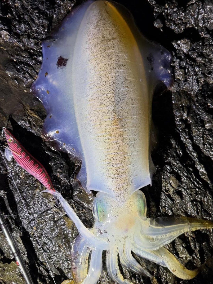 画像6: WILD CHASE 3.5号＃KL02 神明レッド (6)