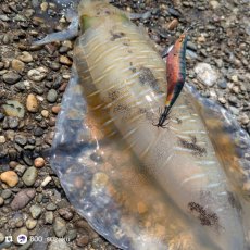 画像5: WILD CHASE 3.5号＃KL04 神明グリーン (5)