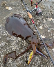 画像6: WILD CHASE 3.5号＃KL03 神明オレンジ (6)