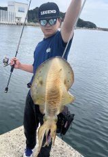 画像4: WILD CHASE 3.5号＃KL06 紫月(UV) (4)