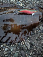 画像9: WILD CHASE 3.5号＃KL04 神明グリーン (9)