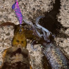 画像7: WILD CHASE/B-TR 3.0号 25ｇ/＃BTKL01 セクシーバイオレット (7)