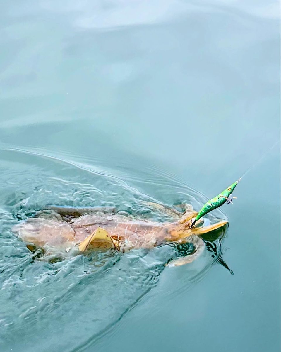 画像3: WILD CHASE 3.5号＃KL08 萌葱（グロー） (3)