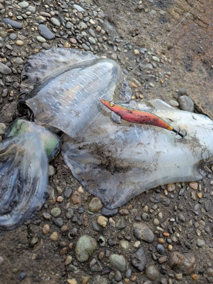 画像7: WILD CHASE 3.5号＃KL04 神明グリーン (7)