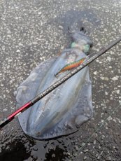 画像8: WILD CHASE 3.5号＃KL04 神明グリーン (8)