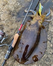 画像2: WILD CHASE 3.5号＃KL05琥珀(UV) (2)