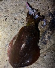 画像8: WILD CHASE 3.5号＃KL07 雅（グロー） (8)