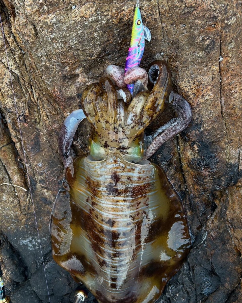 画像7: WILD CHASE 3.5号＃KL06 紫月(UV) (7)