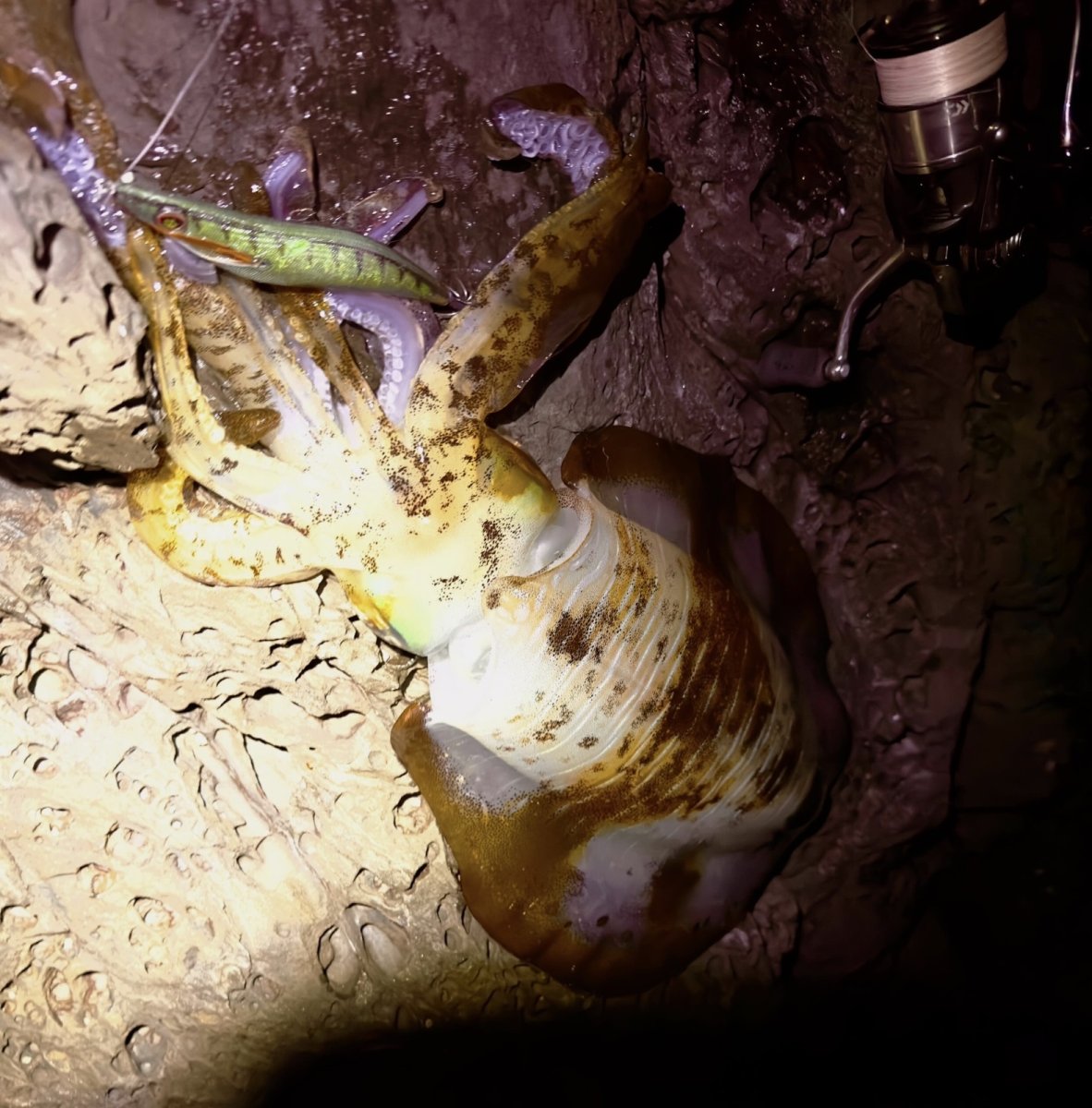 画像5: WILD CHASE 3.5号＃KL01 crazyグリーン (5)