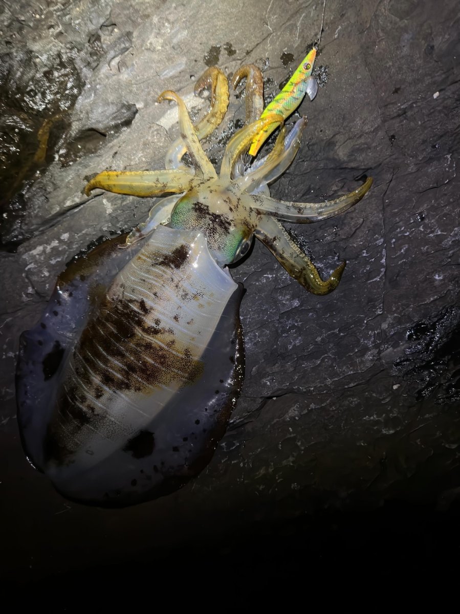 画像5: WILD CHASE 3.5号＃KL05琥珀(UV) (5)