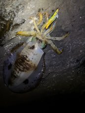 画像5: WILD CHASE 3.5号＃KL05琥珀(UV) (5)