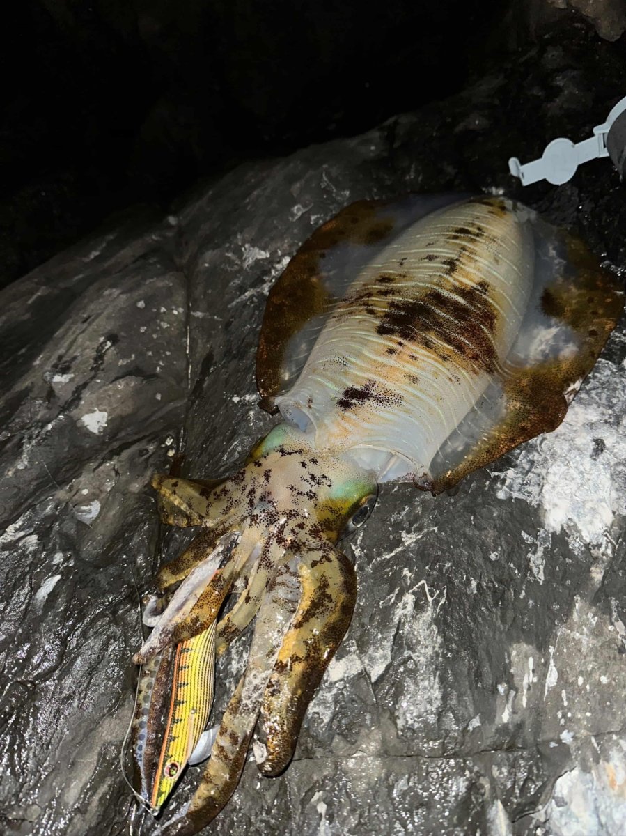 画像3: WILD CHASE 3.5号＃KL03 神明オレンジ (3)