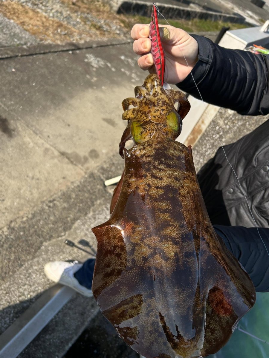 画像2: WILD CHASE 3.5号＃KL02 神明レッド (2)