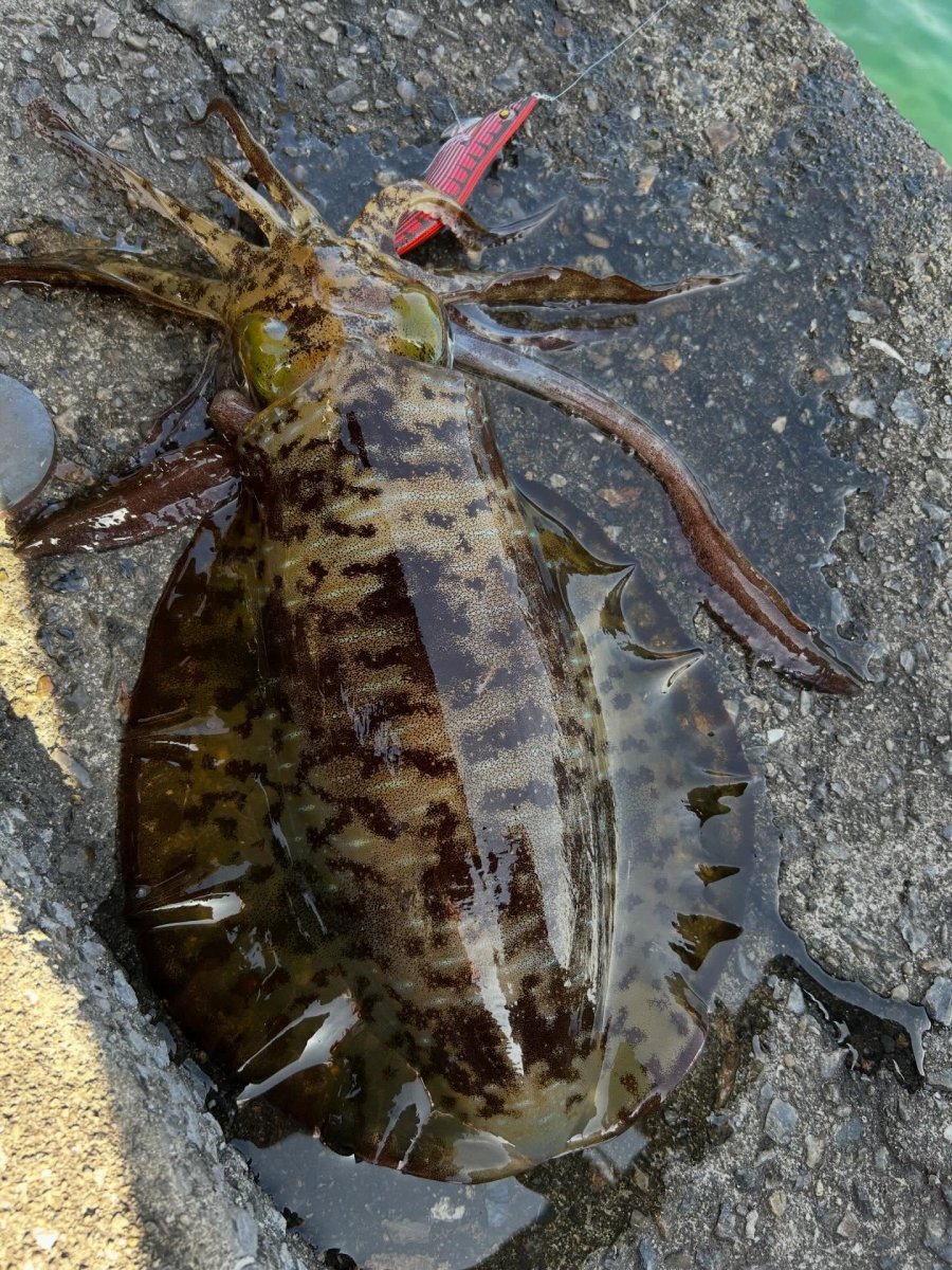 画像4: WILD CHASE 3.5号＃KL02 神明レッド (4)