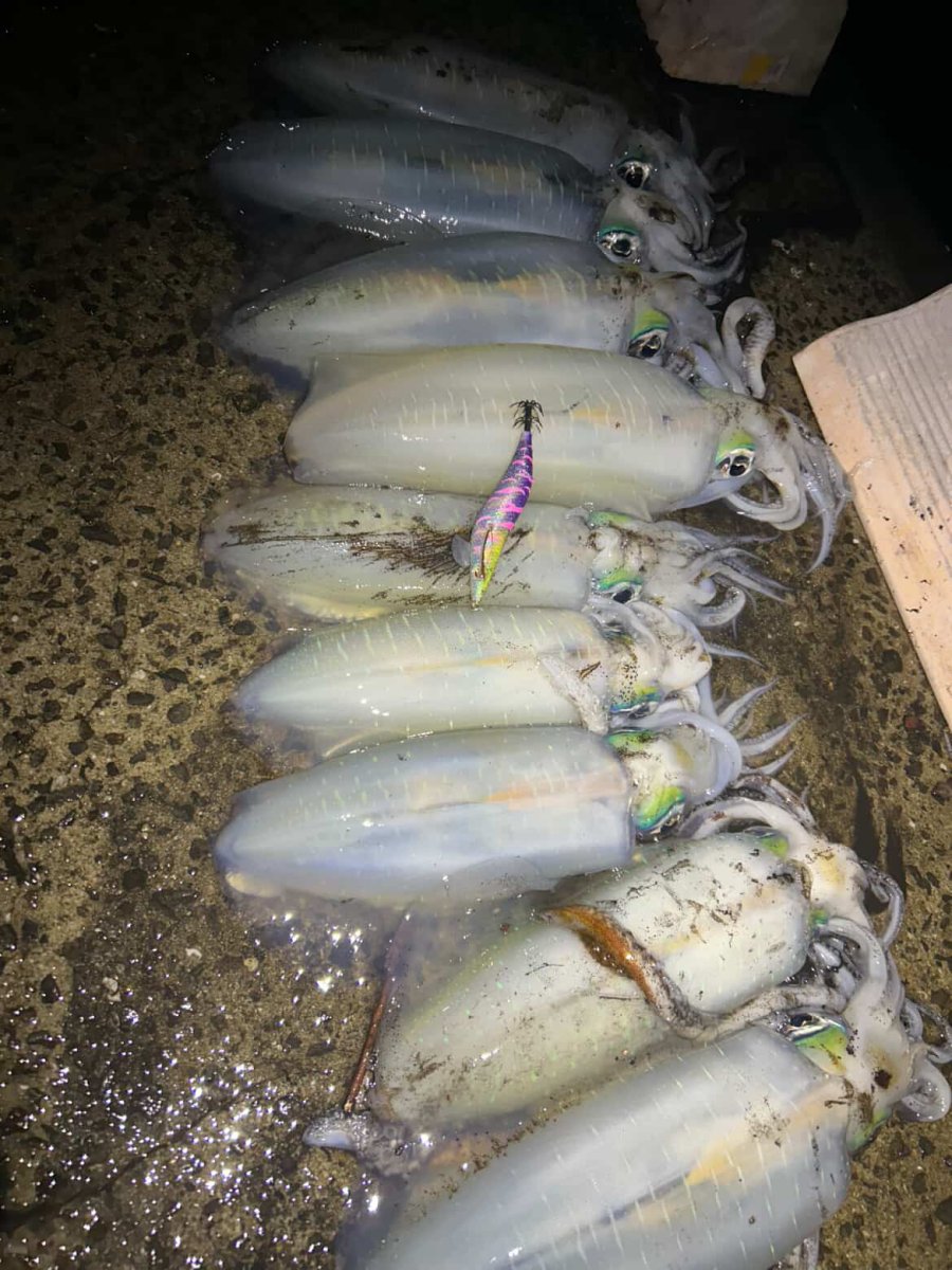 画像2: WILD CHASE 3.5号＃KL06 紫月(UV) (2)