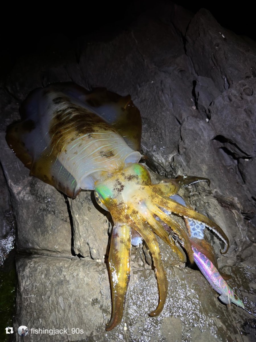 画像12: WILD CHASE 3.5号＃KL06 紫月(UV) (12)