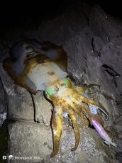 画像12: WILD CHASE 3.5号＃KL06 紫月(UV) (12)