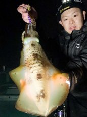 画像10: WILD CHASE 3.5号＃KL06 紫月(UV) (10)