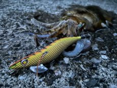 画像8: WILD CHASE 3.5号＃KL03 神明オレンジ (8)