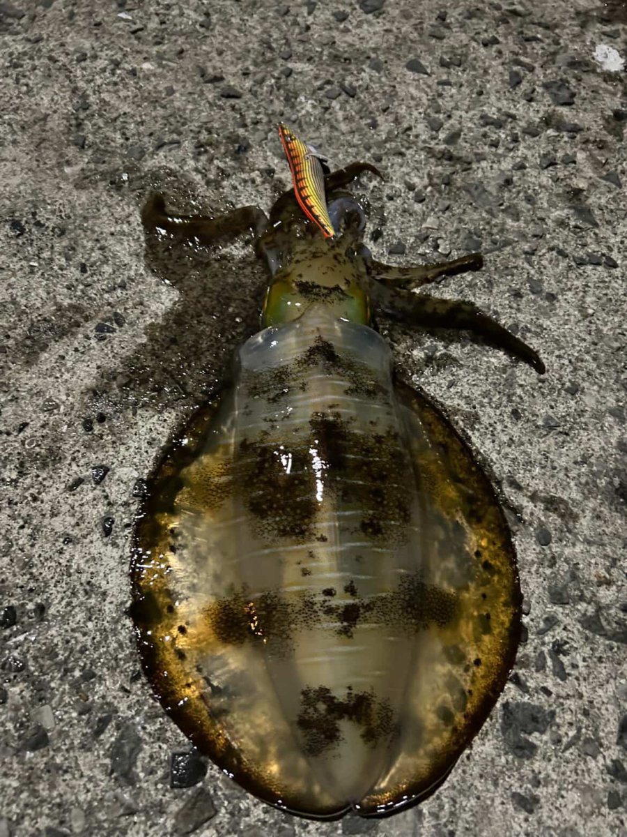 画像9: WILD CHASE 3.5号＃KL03 神明オレンジ (9)