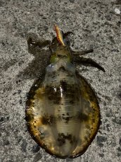 画像9: WILD CHASE 3.5号＃KL03 神明オレンジ (9)