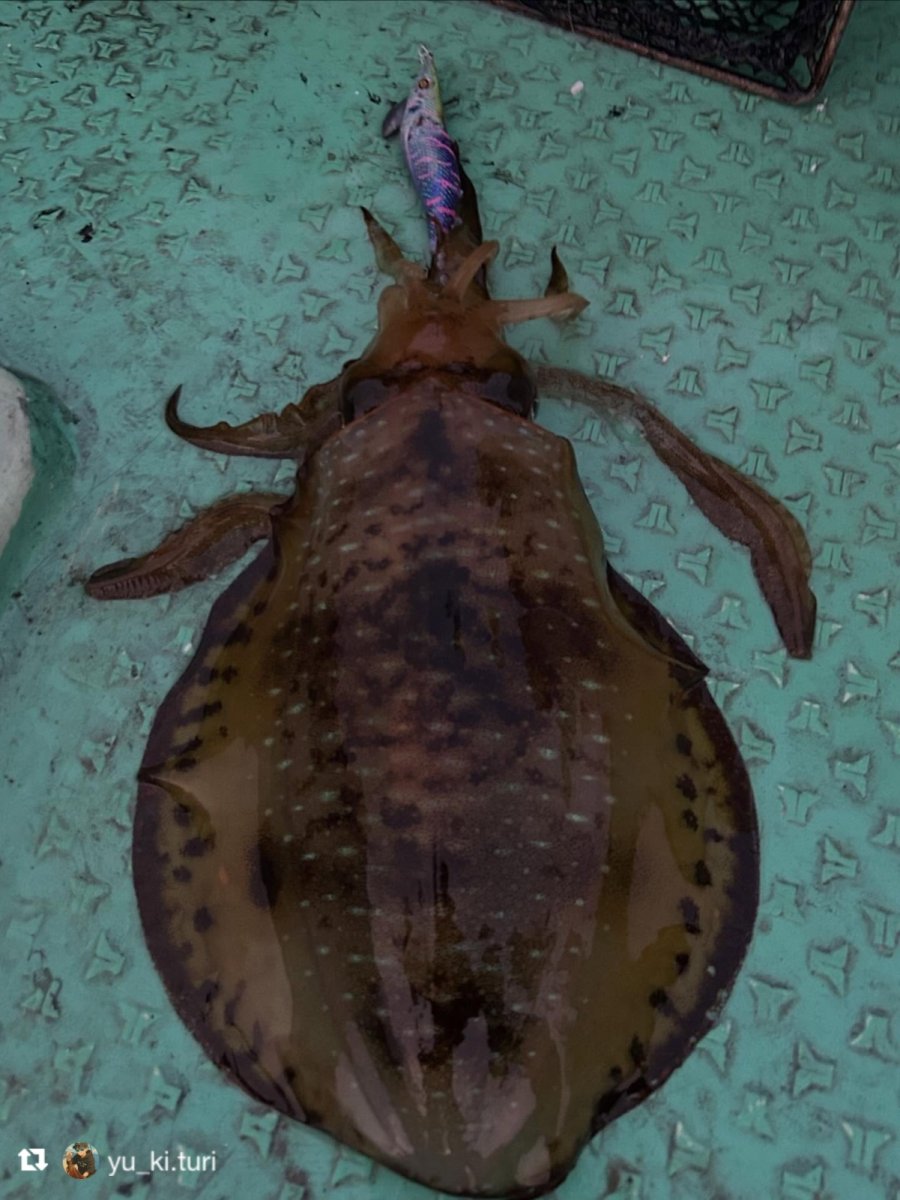 画像11: WILD CHASE 3.5号＃KL06 紫月(UV) (11)