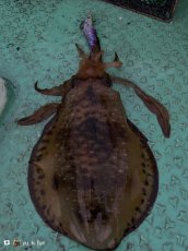 画像11: WILD CHASE 3.5号＃KL06 紫月(UV) (11)