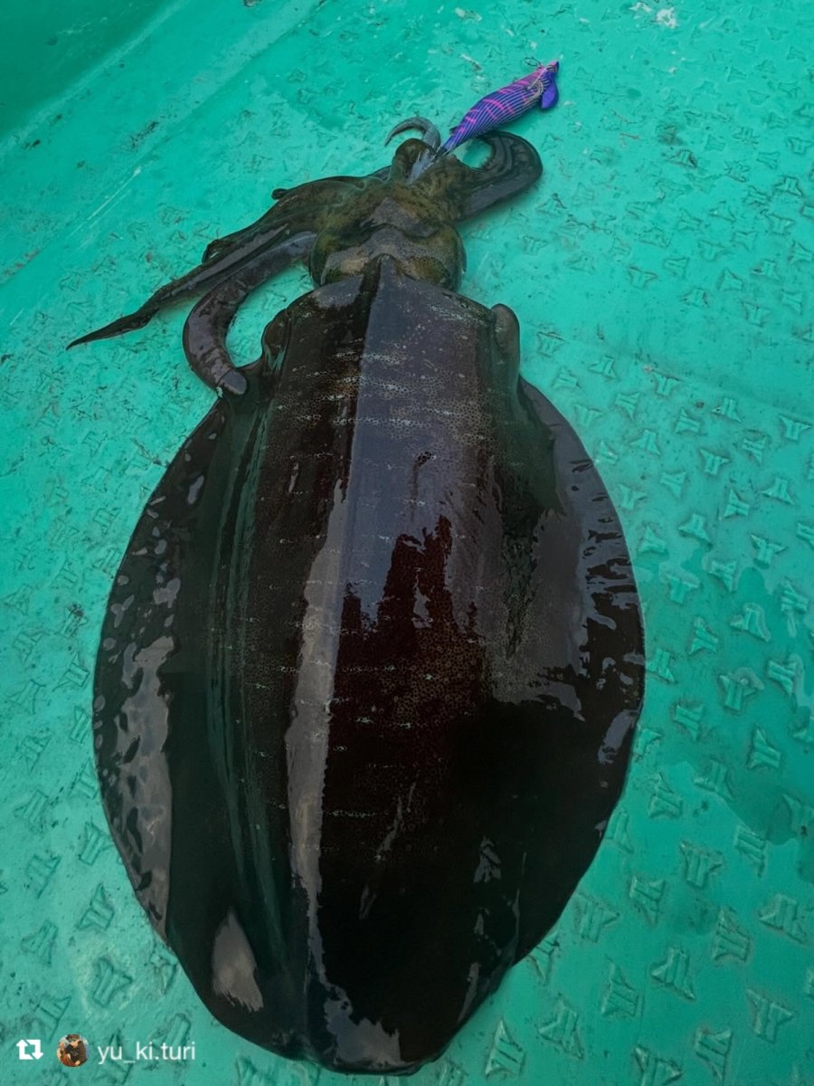 画像9: WILD CHASE/B-TR 3.0号 25ｇ/＃BTKL01 セクシーバイオレット (9)