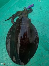 画像9: WILD CHASE/B-TR 3.0号 25ｇ/＃BTKL01 セクシーバイオレット (9)