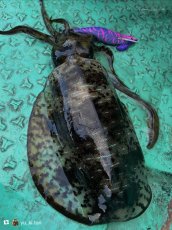 画像7: WILD CHASE/B-TR 3.0号 25ｇ/＃BTKL01 セクシーバイオレット (7)