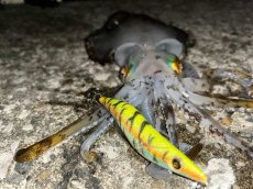 画像9: WILD CHASE 3.5号＃KL05琥珀(UV) (9)