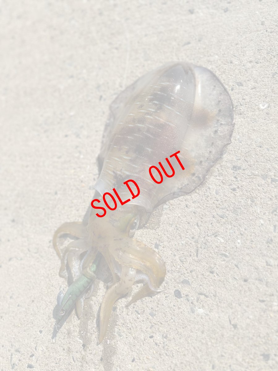 画像6: WILD CHASE 3.5号＃KL01 crazyグリーン (6)