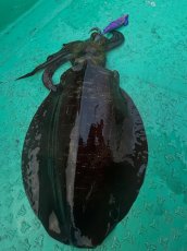 画像4: WILD CHASE/B-TR 3.5号 30ｇ/＃BTKL01 セクシーバイオレット (4)